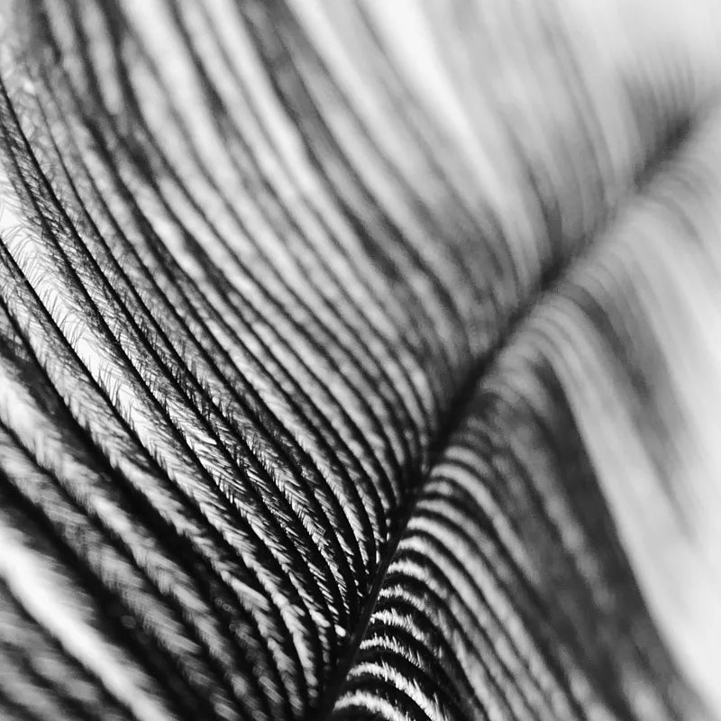 Nordic Feather Floor & Table Lamp