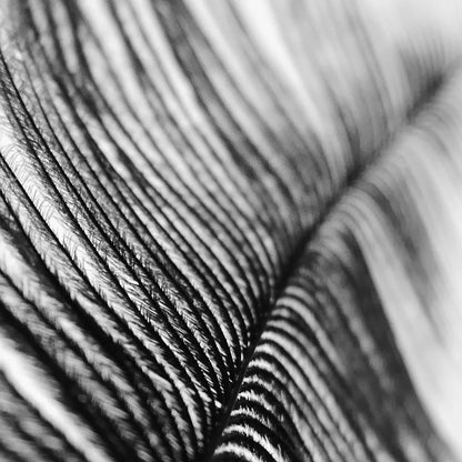 Nordic Feather Floor & Table Lamp 